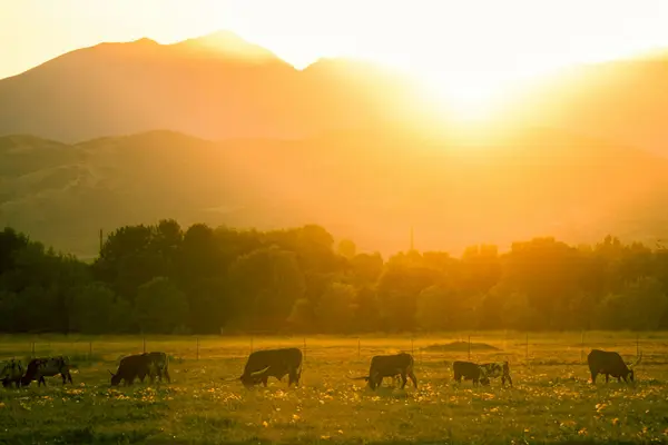Living in Highland, Utah: Neighborhoods, Costs, and Life at the Base of Timpanogos