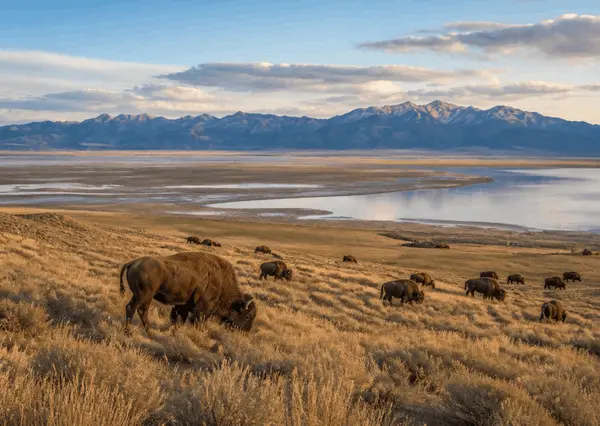 Living in Syracuse, Utah: An Honest Guide from a Local Realtor,Julie Burningham