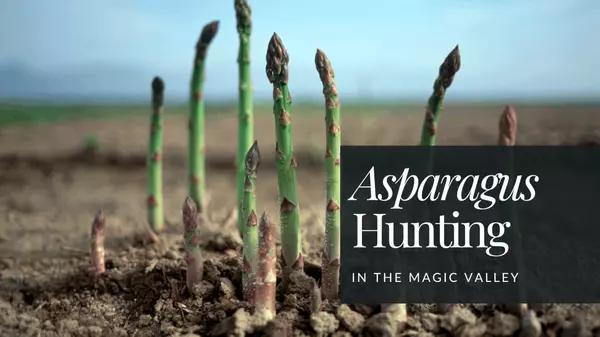 Wild Asparagus Hunting in the Magic Valley: A Spring Tradition Rooted in Idaho Life