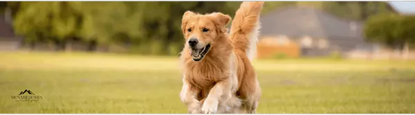 Cochrane’s Dog Parks: Why Pet-Loving Families Feel at Home Here