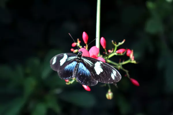 Visiting Butterfly Wonderland: A Peaceful Escape in the Desert,Brittany Grigg