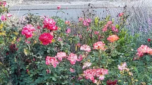 feature image of Mother's Day Weekend Guide Thousand Oaks 2026
