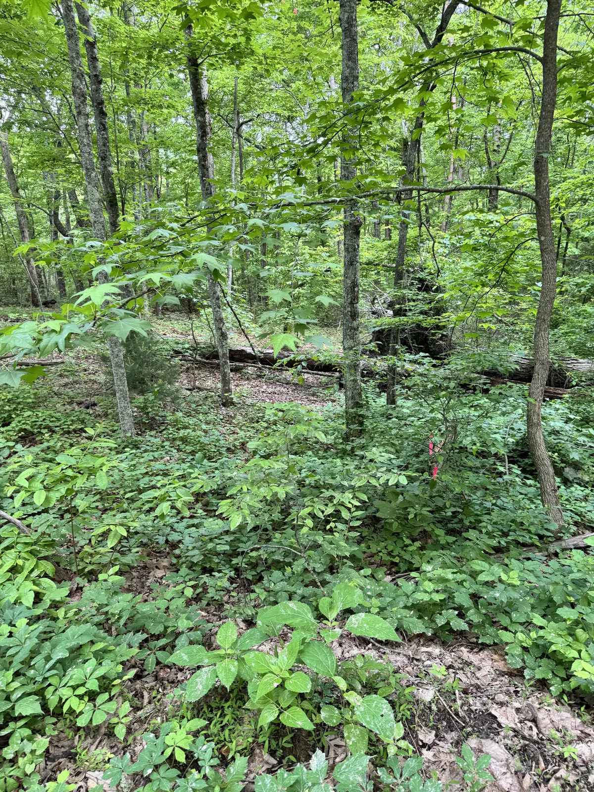 Prettiest Sunset Way Lot #3 Seymour TN 37865