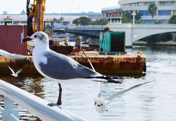 5 Things to Know Before Renting in Hillsborough County