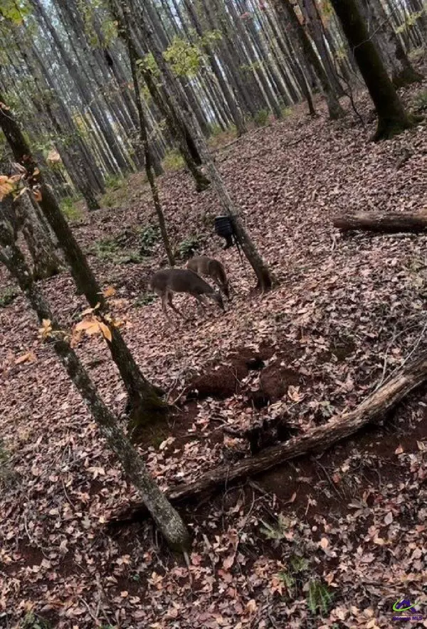 1774 Maynards Mill Road, Forsyth, GA 31029