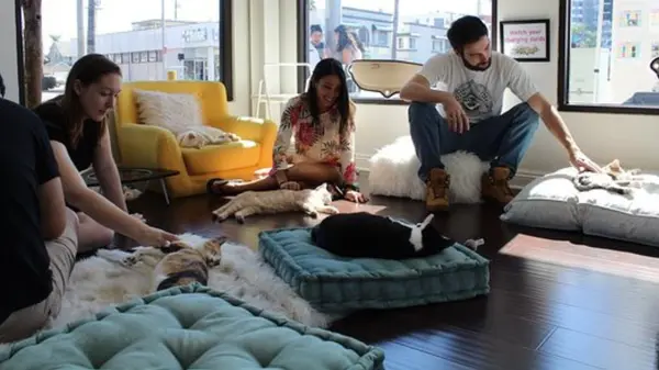 Feline Good Social Club Long Beach: The Cat Lounge Experience Everyone Is Talking About in Downtown Long Beach