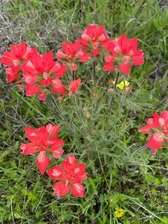 000 Hopewell, Bellevue, TX 76228