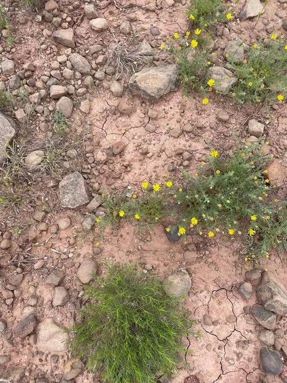 000 Hopewell, Bellevue, TX 76228