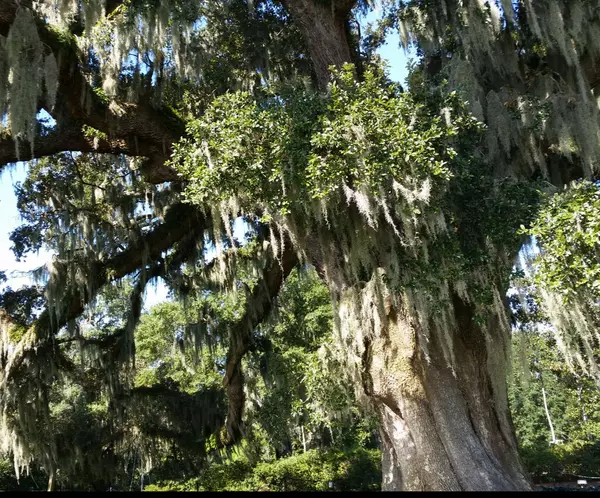 Is Wilmington, NC Overrated? The Truth About Living Here