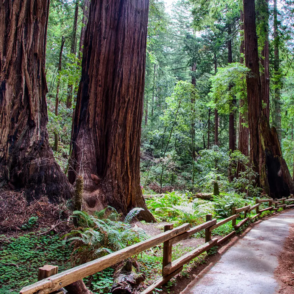 Marin County | Redwoods | Muir Woods