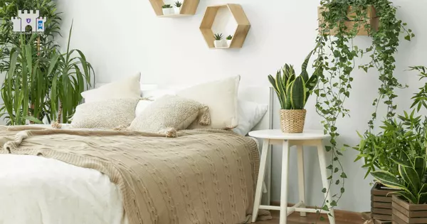 Simple Houseplant Decorating Ideas