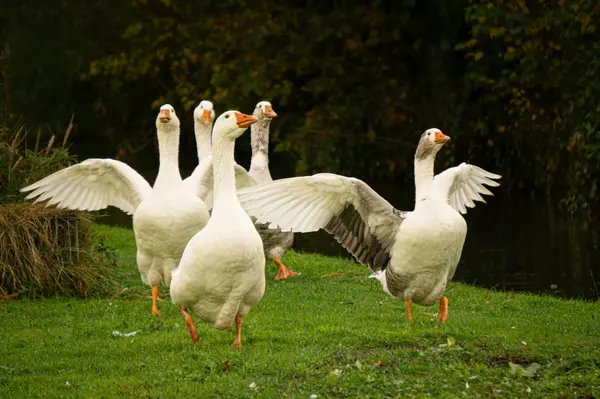 feature image of The Real Cost of Living in Goose Creek, SC in 2026