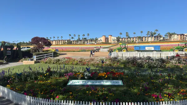 First Time at the Carlsbad Flower Fields and It Was Way Bigger Than I Expected!