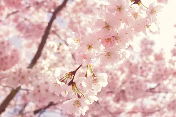 Spring into Homeownership: Why Spring is the Best Time to Buy