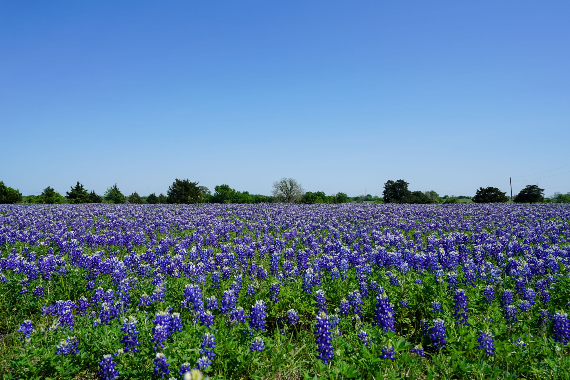 5 Things To Do in Houston This Spring - Jeleser Mc Lennon - Real Br...