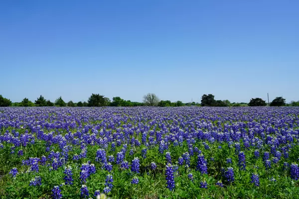 5 Things To Do in Houston This Spring,Jeleser Mc Lennon