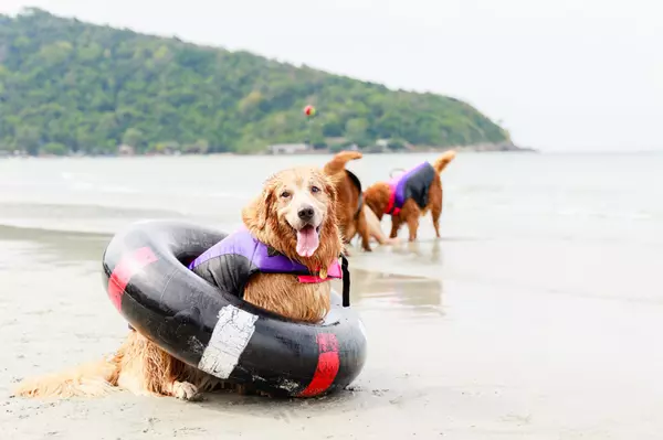 Sun-Soaked, Pup-Approved: Our Family’s Favorite Summer Activities in Houston (2025 Edition)