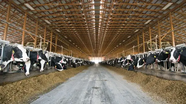 Dairies Borunda Group