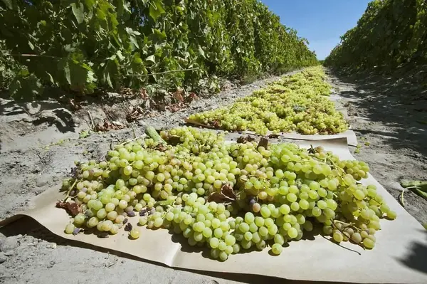 Raisin Grapes Borunda Group