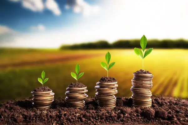 AG investment Borunda Group