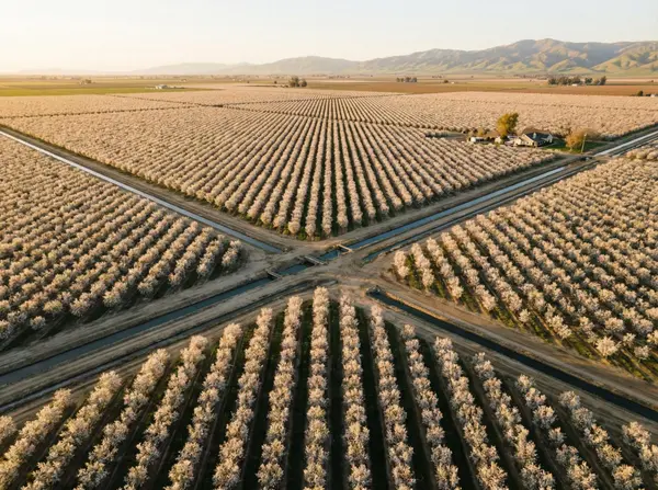 farmland Almonds in Bloom Borunda Group