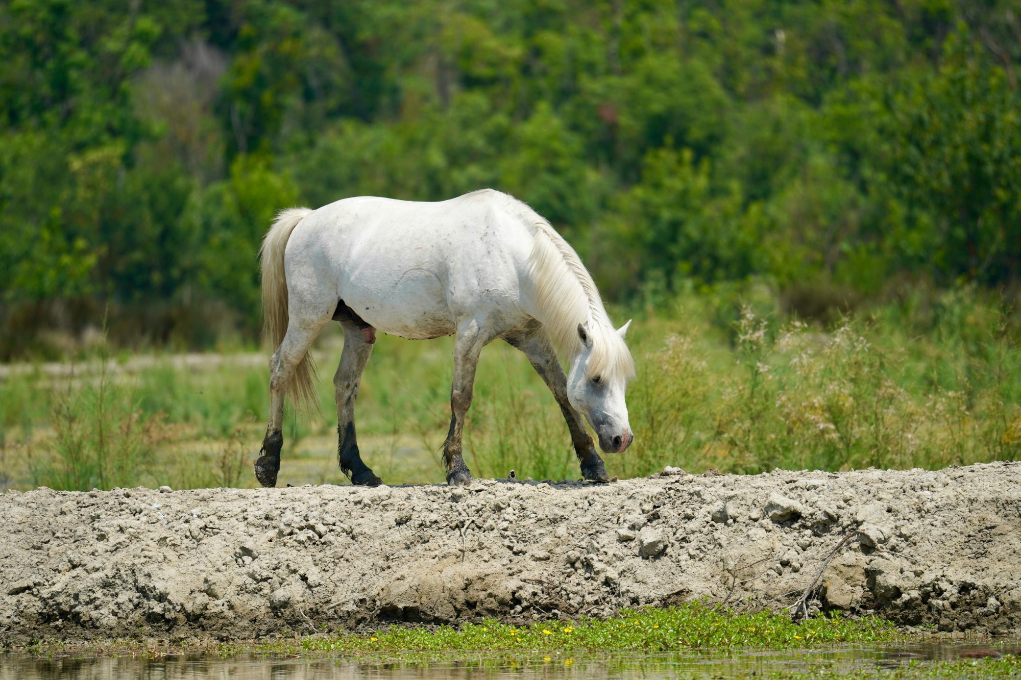 West Coast Properties - Equestrian Properties For Sale on Vancouver Island