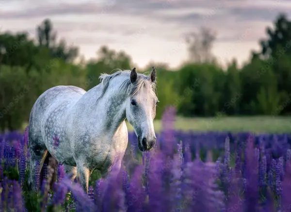 What to Look for When Buying Equestrian Properties on Vancouver Island