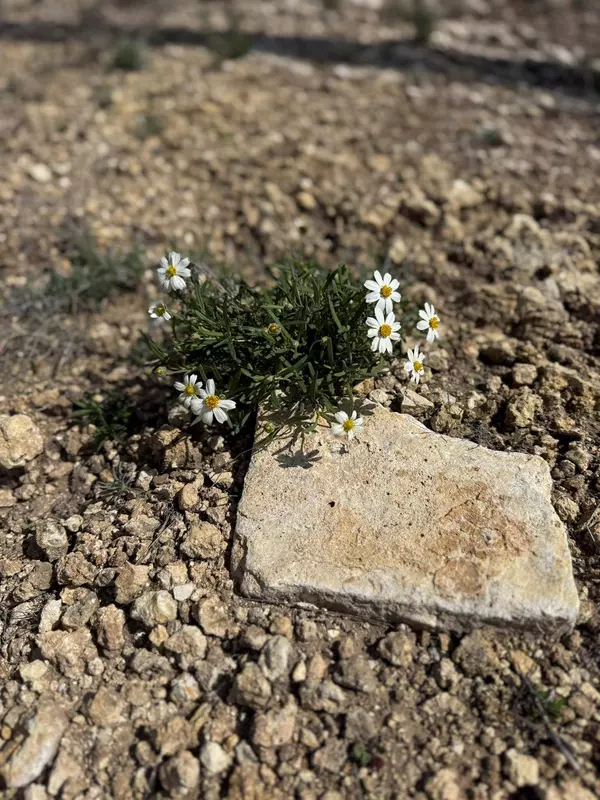 TBD Lot 109 Pitchfork Ranch RD, Copperas Cove, TX 76522