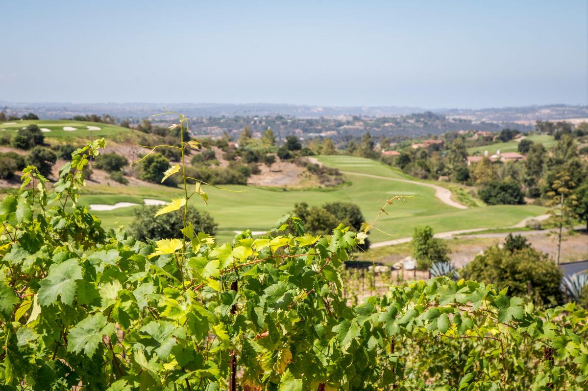 santaluz_vineyard_aug17_04