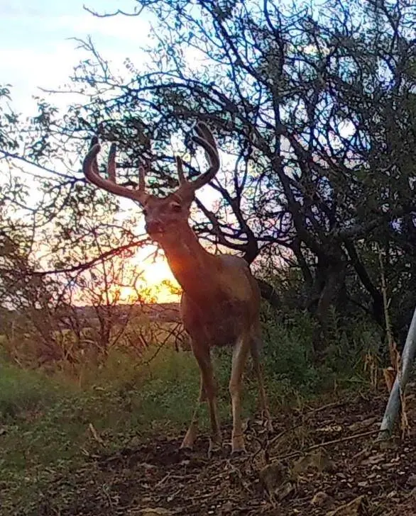 2138 FM 568, Coleman, TX 76834