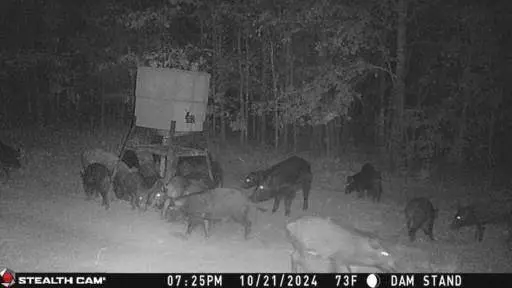 TBD 100+/- Acres SH 154, Quitman, TX 75783