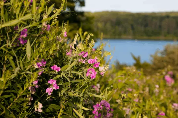 Exploring Maine’s Coastal Wildflower Trails: Summer’s Natural Beauty