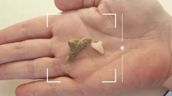 Dive into Paradise: Venice, FL - A Haven for Nature Lovers (Shark Teeth, Turtle Nesting, Birding & Beyond!),April Mackey Iliff
