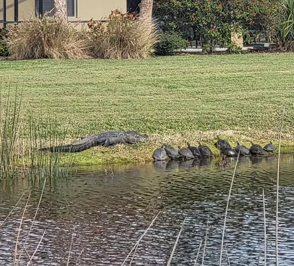 Alligators, Snakes, and Sunshine: Staying Safe and Enjoying Nature in Venice, FL