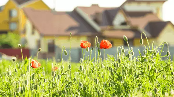 Out-of-Town-Buyers… Who are they and Where’d they Go??,Neil ODonnell