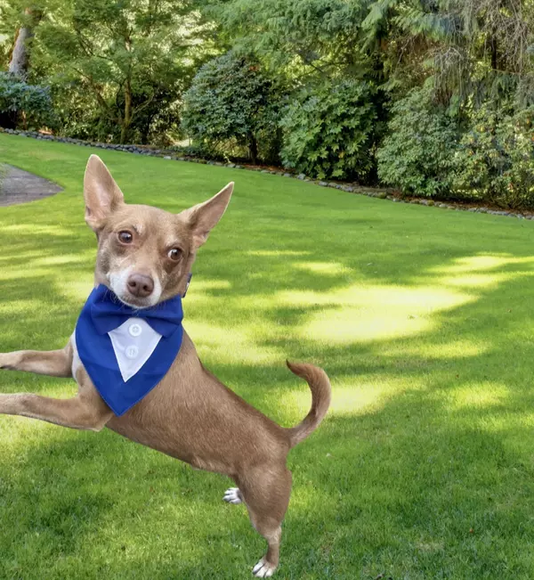  Meet Leo — The Old West Side’s Official Sunshine Chaser,HOME REAL ESTATE Gena Graham