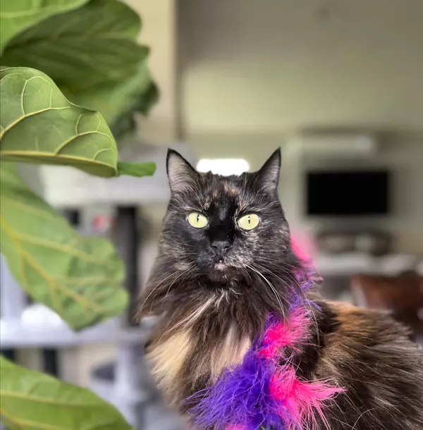 "Lilo Lick", the cat with spirit and heart