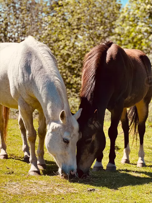 Simone & Sebastian: A Story of Loyalty, Love, and the Land They Call Home