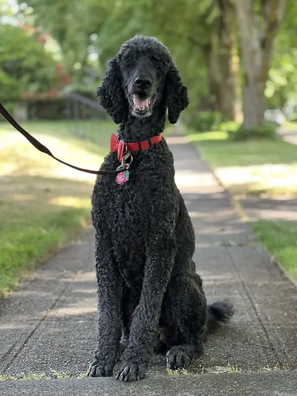 Old West Side Pet Feature — Meet Bougie ,HOME REAL ESTATE Gena Graham