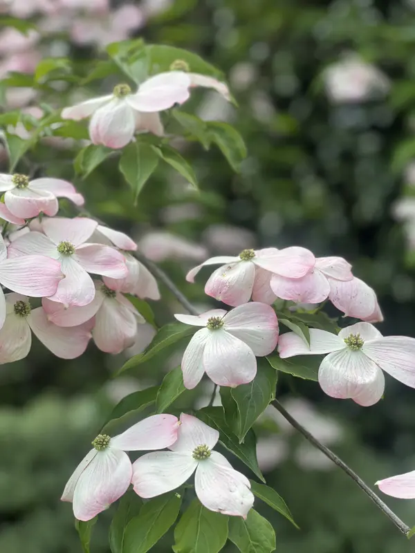 Spring Home Selling Tips in Longview WA: How to Prep Your Home for the Southwest Washington Spring Market,HOME REAL ESTATE Gena Graham