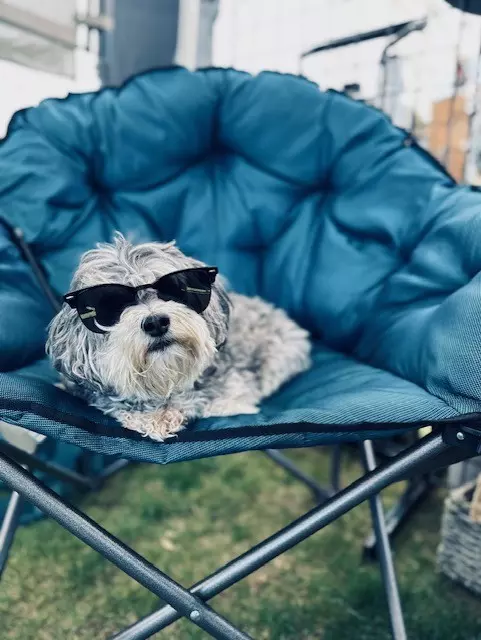 Top 5 Dog Parks in Gig Harbor: Where Tails Wag and Friendships Begin