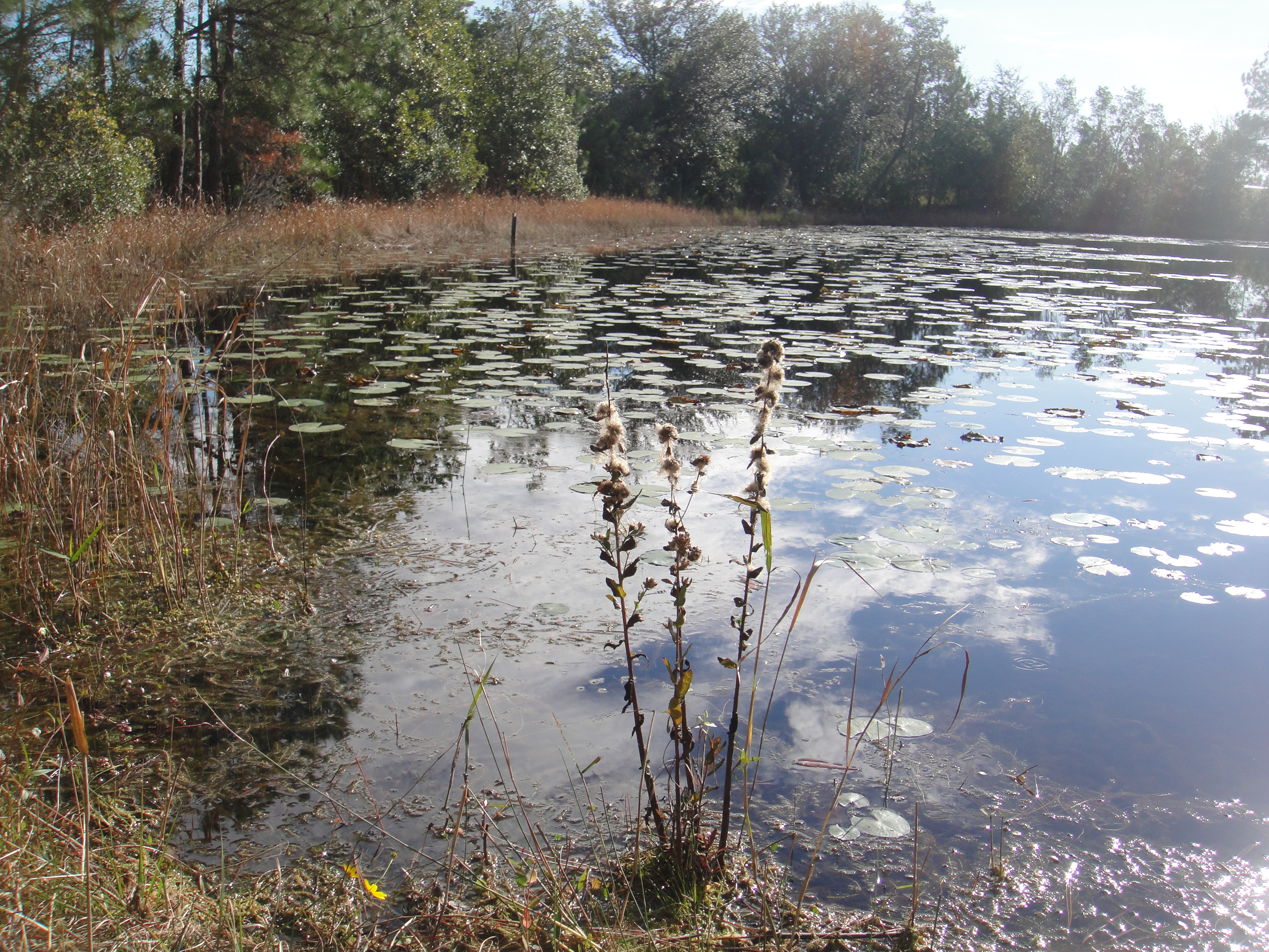 Land O' Lakes Market Report photo