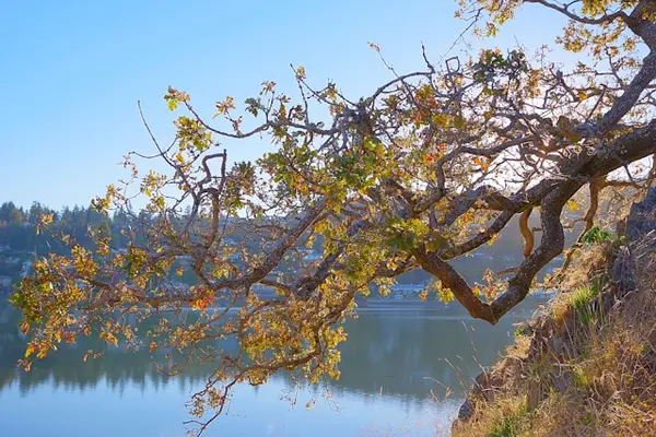 Garry oak tree in Nanaimo