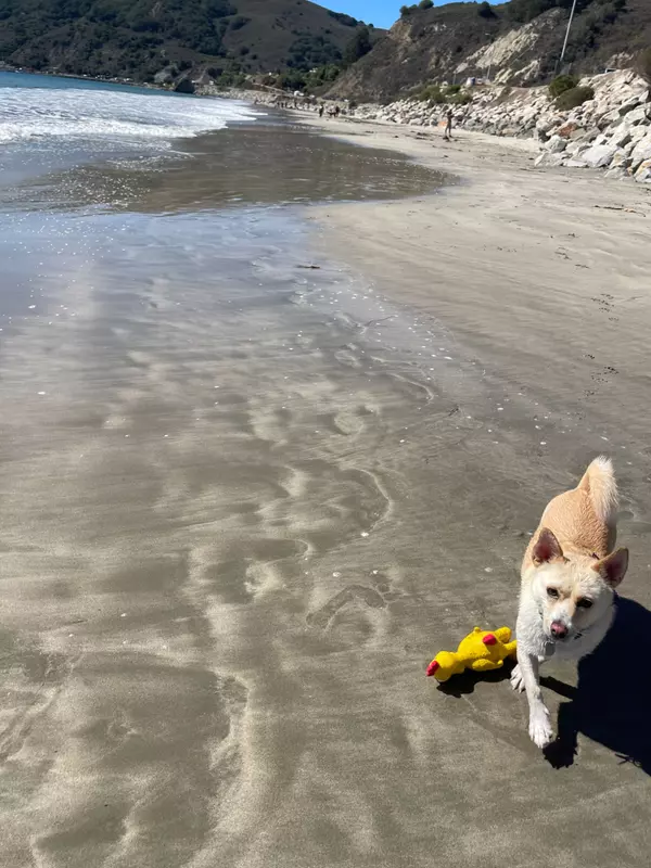 Avila Dog Beach 