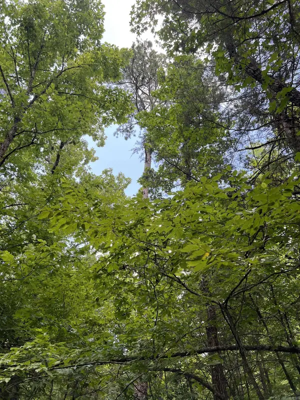 TBD Pleasant Point, Mount Ida, AR 71957