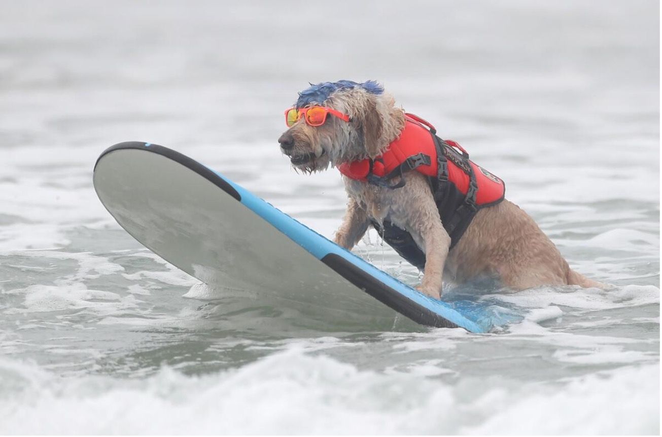 Dog Beach