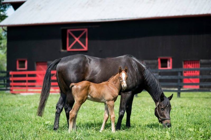 horse and barn