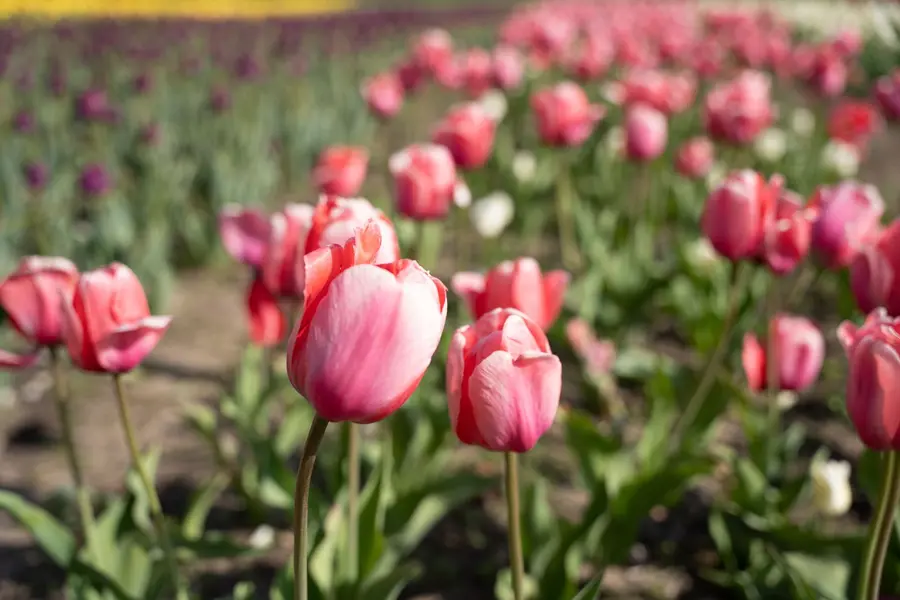 Holland