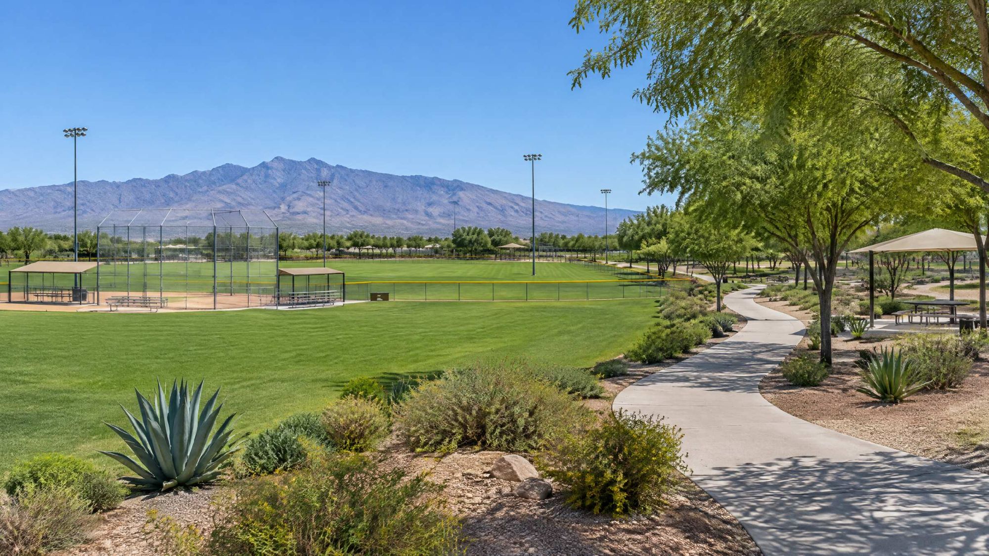 Illustration of a large desert park with ball fields, shade trees and a walking path.