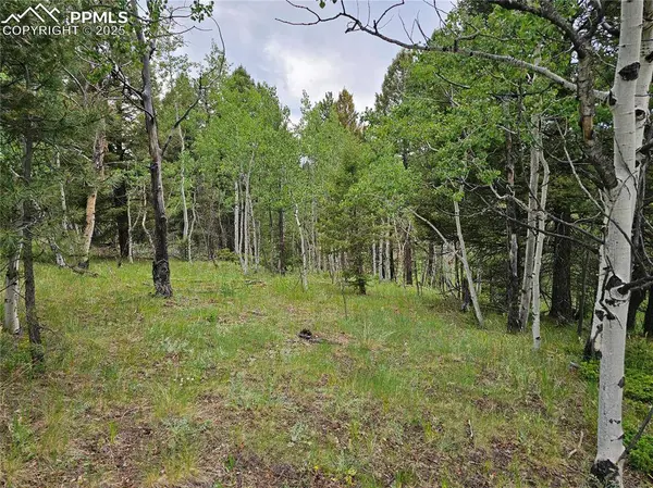 1694 County Road 512, Divide, CO 80814